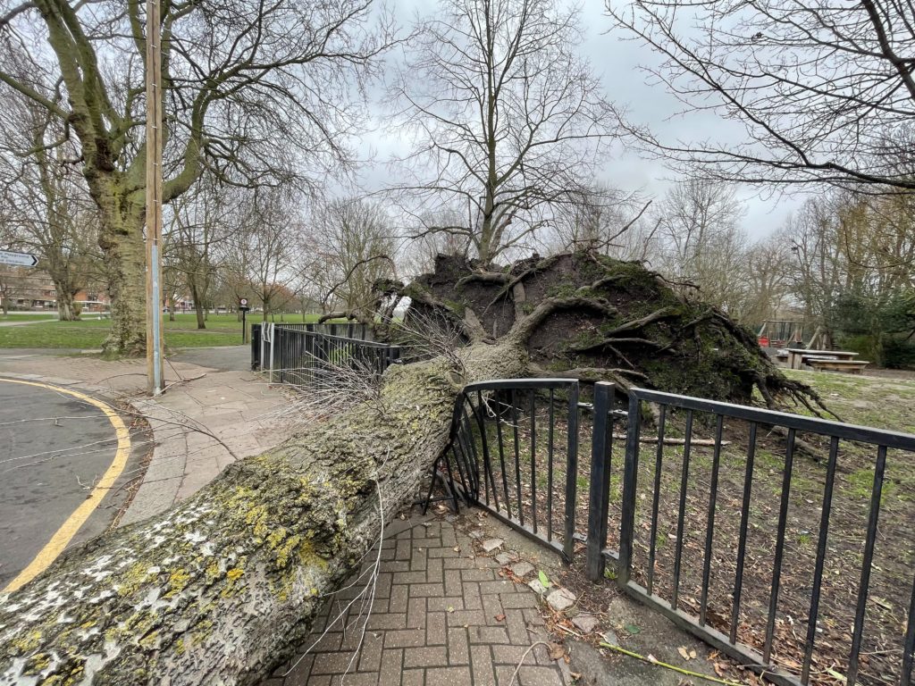 Decorative image. A large tree that has fallen over, damaging a metal fence in the process.