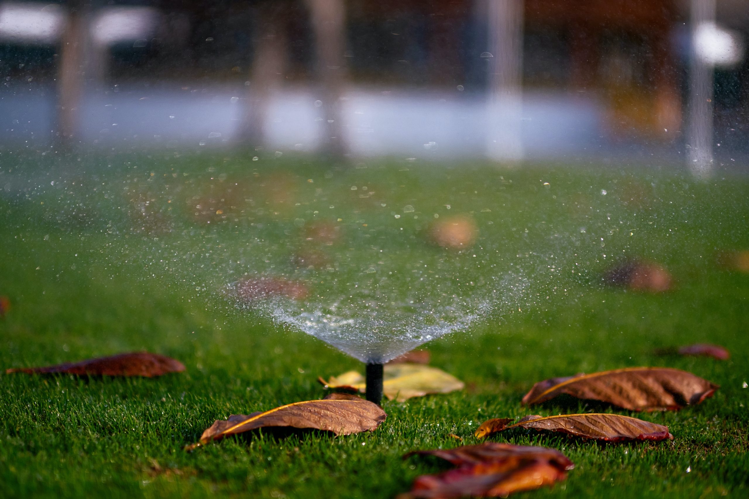 Decorative Image. A sprinkler watering the lawn.